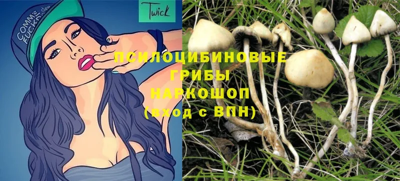 Псилоцибиновые грибы Psilocybine cubensis  omg как зайти  Миасс 